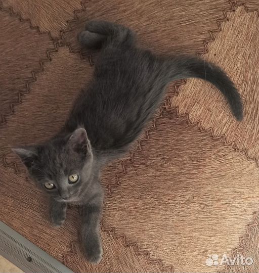 Сестрёнки-котёнки ищут дом