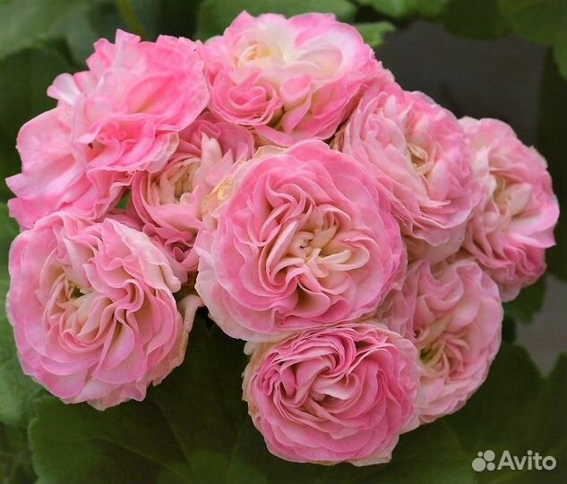 Пеларгонии (Герани) сортовые