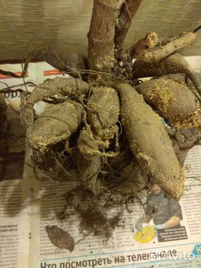 Канны, георгины