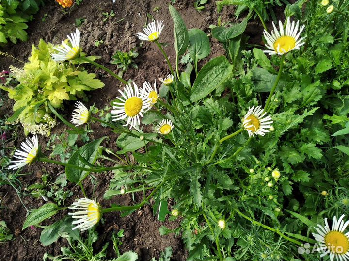 Нивяник Goldsmith,Goldrausch, Old Court Variety