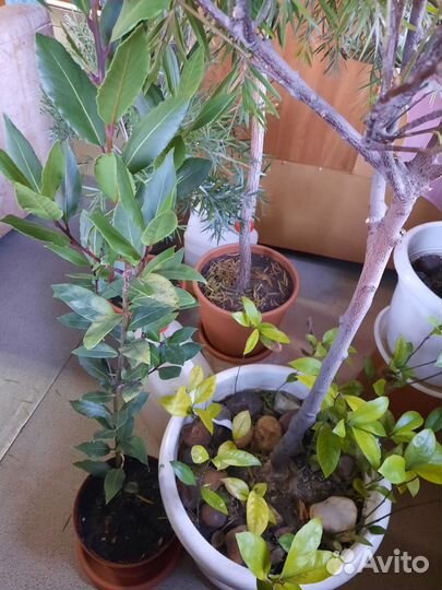 Лавровое дерево