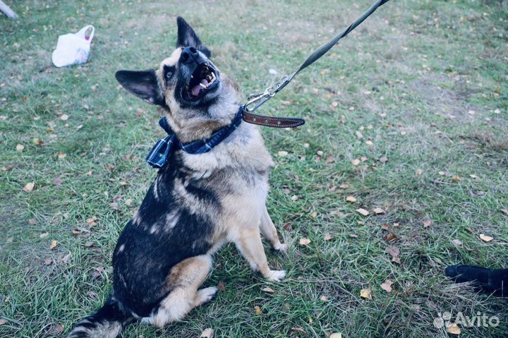 Собака всю жизнь за решеткой