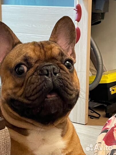 Французский бульдог кобель вязка
