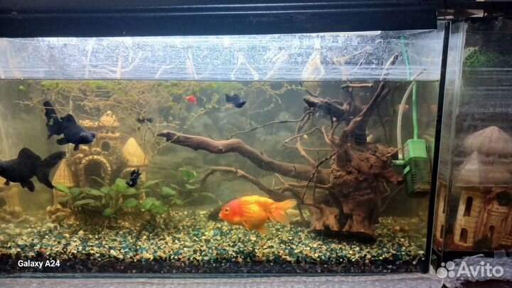 Аквариум с рыбками 100л