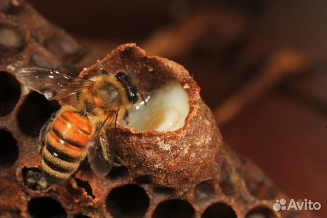 Маточное молочко урожай 2023