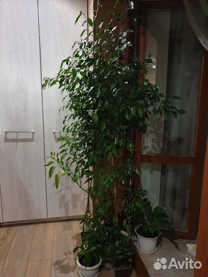 Комнатные растения цветы