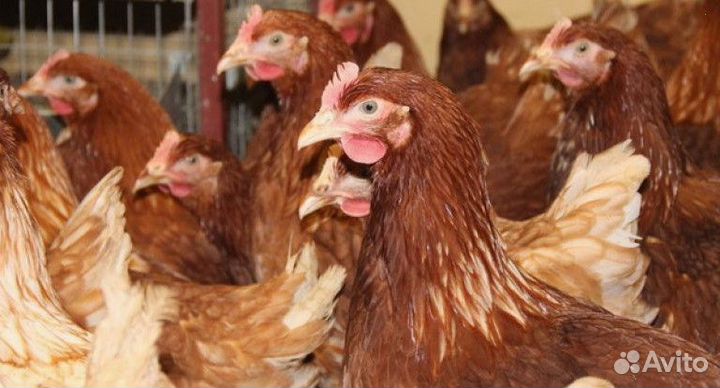 Куры несушки Кубанские красные