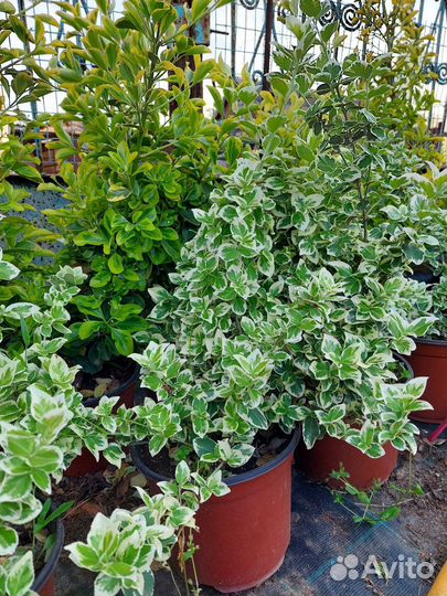 Бересклет Эмералд Гаити