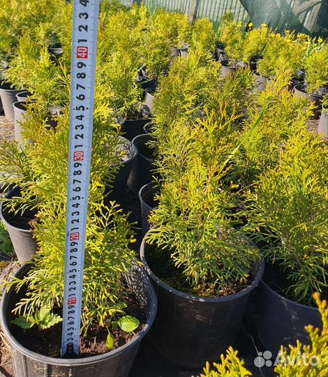 Туи смарагд