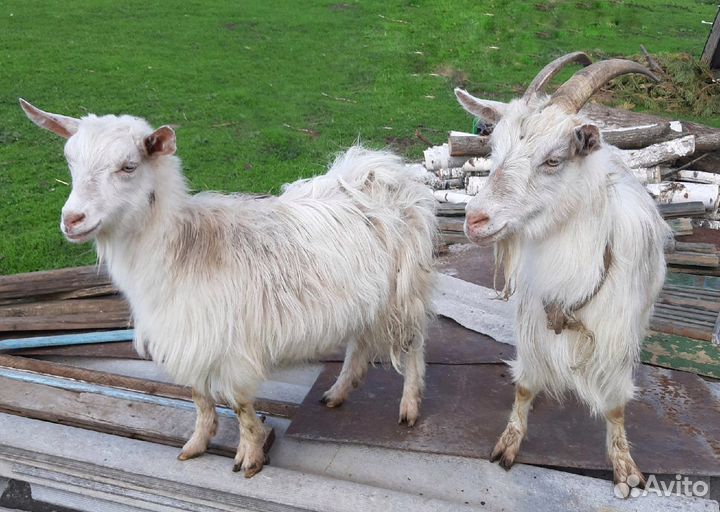 Дойные козы и козлята Заанинские мясомолочные