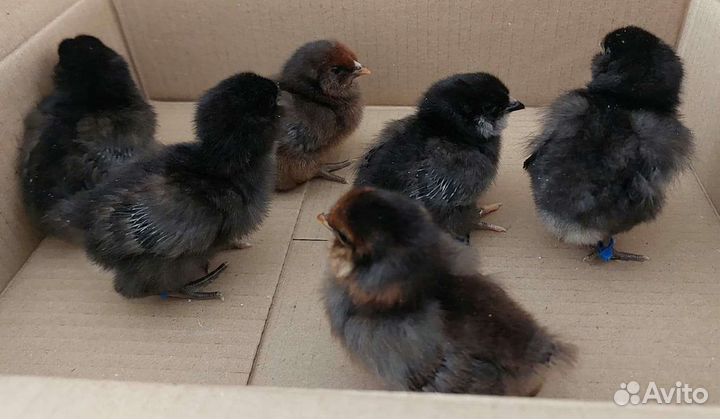 Птенцы, молодняк и инкубационное яйцо