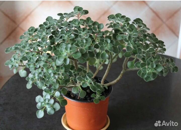 Комнатные цветы(аихризон, декабрист, хавортия)