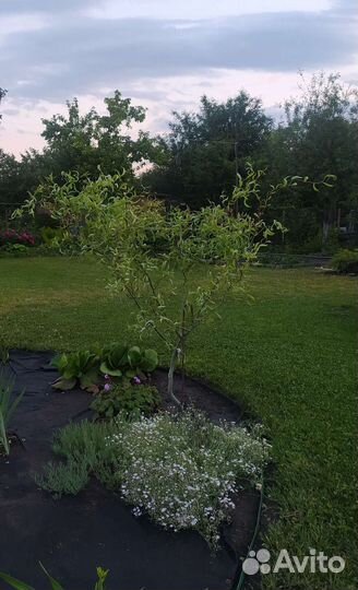 Ива извилистая свердловская