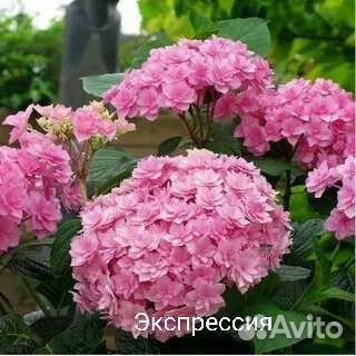 Саженцы Гортензий