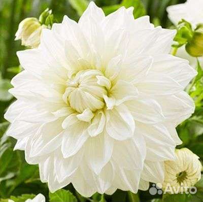 Георгины клубни