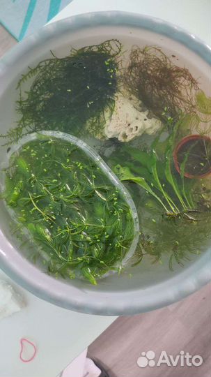 Аквариумные растения