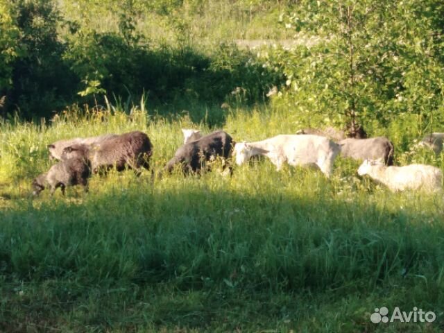 Продам овец