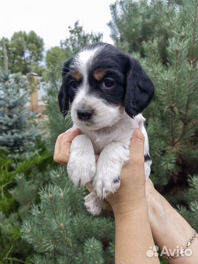 Русский охотничий спаниель щенки в Белгороде