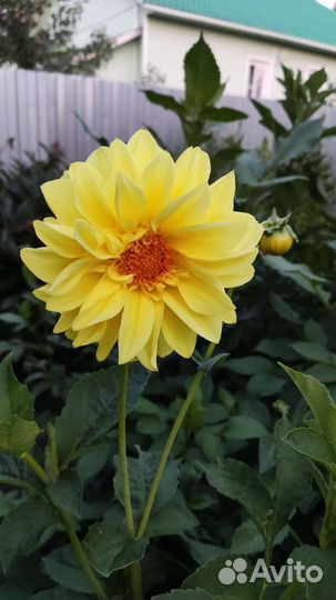 Георгин, цветы для сада