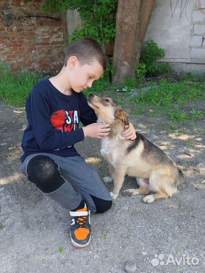 Пёсик ждёт своего хозяина