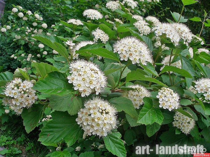 Кустарники