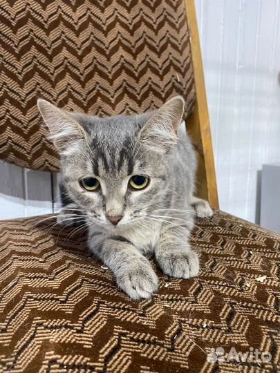 Котенок