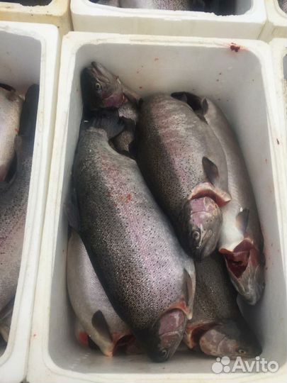 Рыбная продукция, форель, морепродукты, икра