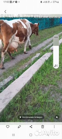 Продается дойная корова