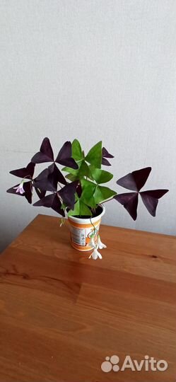 Кислица оксалис