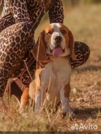 Бигль щенки