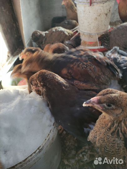 Петух брама