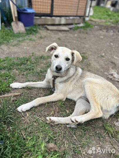 Щенки дворняги