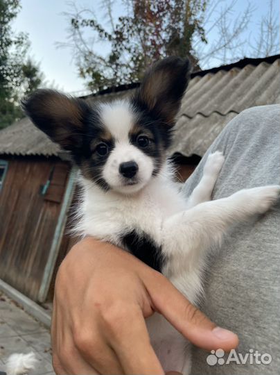 Щенки папийона