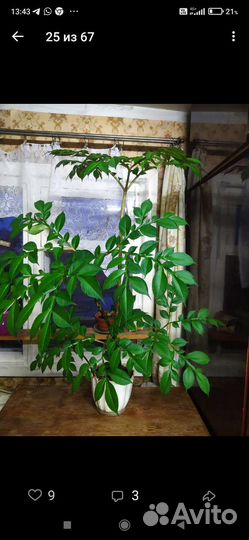 Аморфофаллус