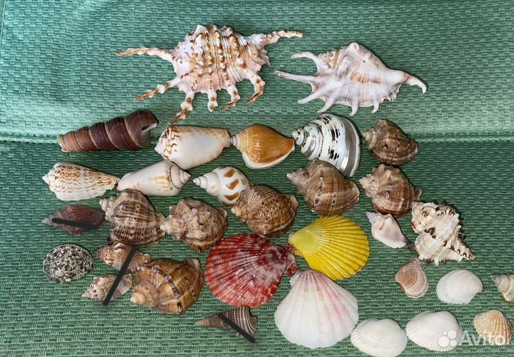 Морские ракушки малые