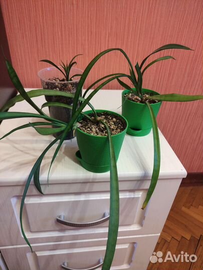 Сансевиерия сортовая