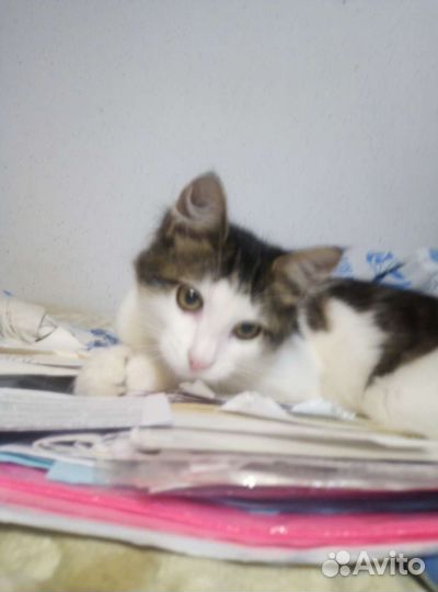 Изумительный котенок