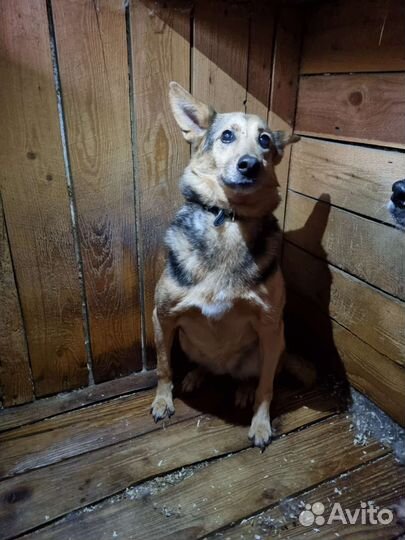 Добродушная собачка Айка ищет дом