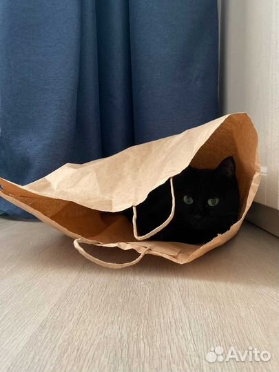 Кошка Ева черная