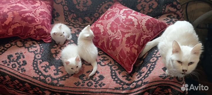 Милые котята в добрые руки