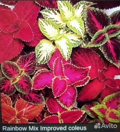 Семена цветов