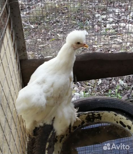 Петух Брама