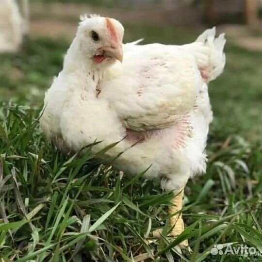Бройлерные цыплята суточные