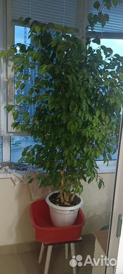 Фикус бенджамина