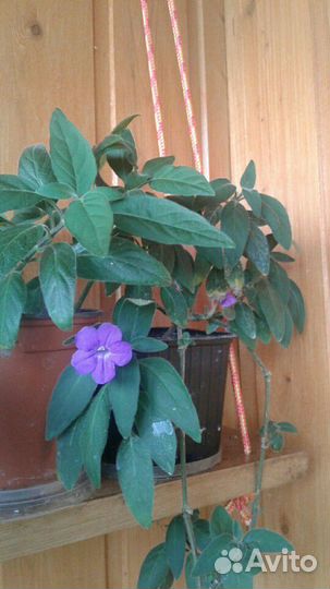 Комнатные цветы