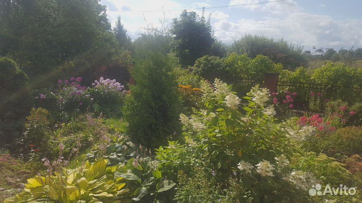 Садовые растения и цветы