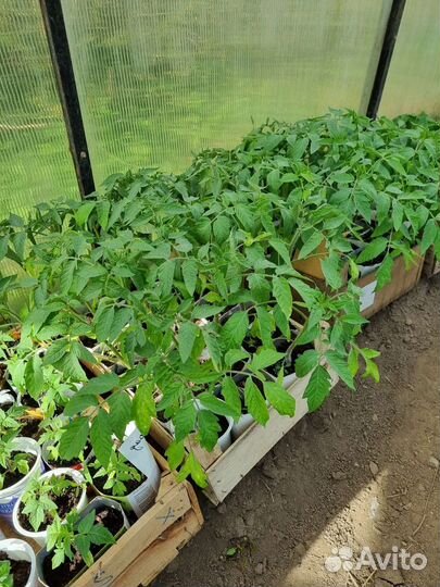 Продам рассаду