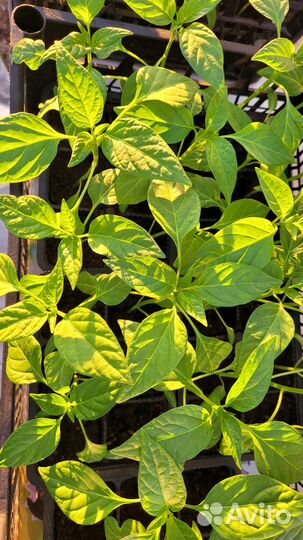 Рассада разная