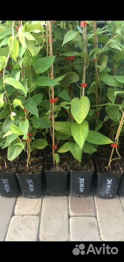 Саженцы Актинидии аргута зкс