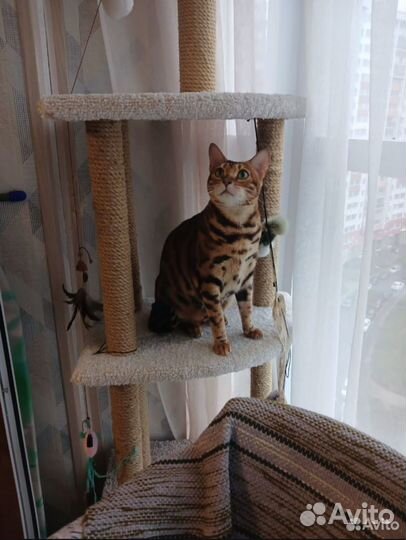 Зоогостиница/догситтер/передержка животных